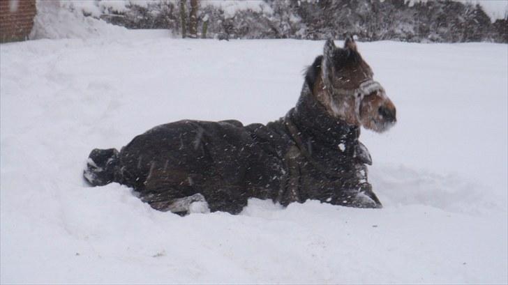 Welsh Pony (sec B) Jasmin<b-pony. billede 11