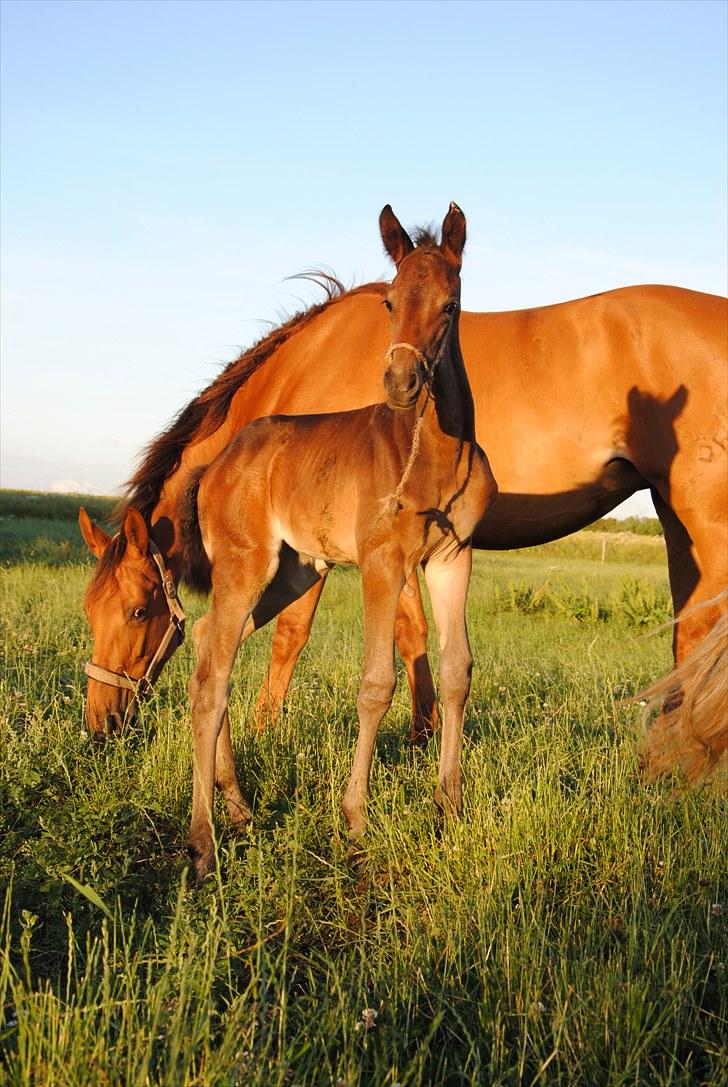 Trakehner Herbstrose - Herbstrose og hendes føl. billede 7