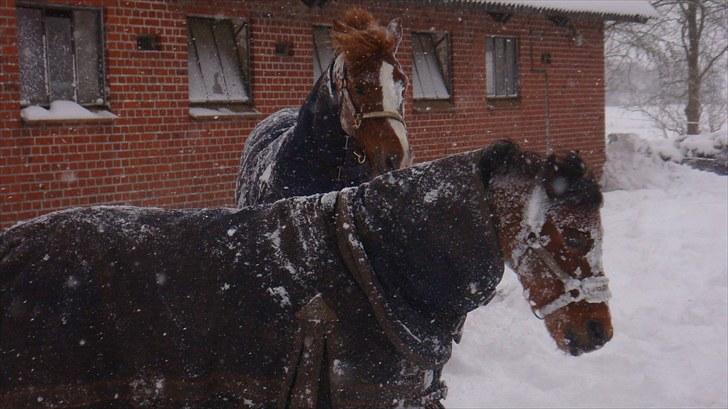 Welsh Pony (sec B) Jasmin<b-pony. billede 13