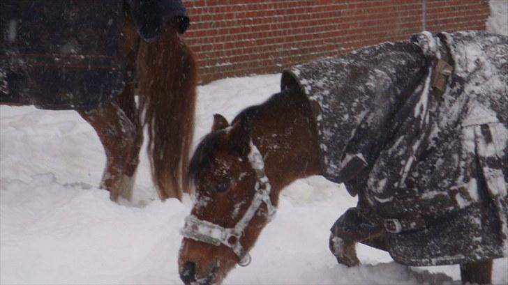 Welsh Pony (sec B) Jasmin<b-pony. billede 14