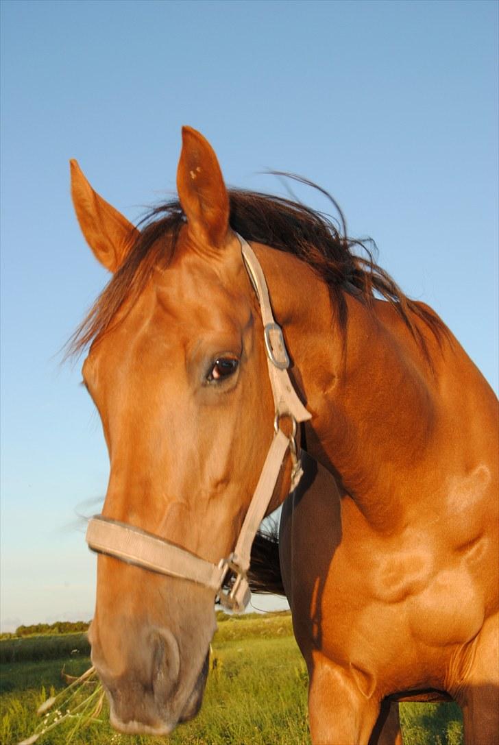 Trakehner Herbstrose billede 8