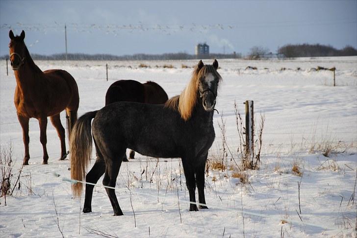 DSP Hibbuhl Sika - Det smukkeste billed af sika. 1,5 år gammel billede 1