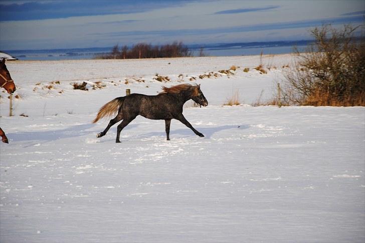 DSP Hibbuhl Sika - Fuld galop i sneen billede 4