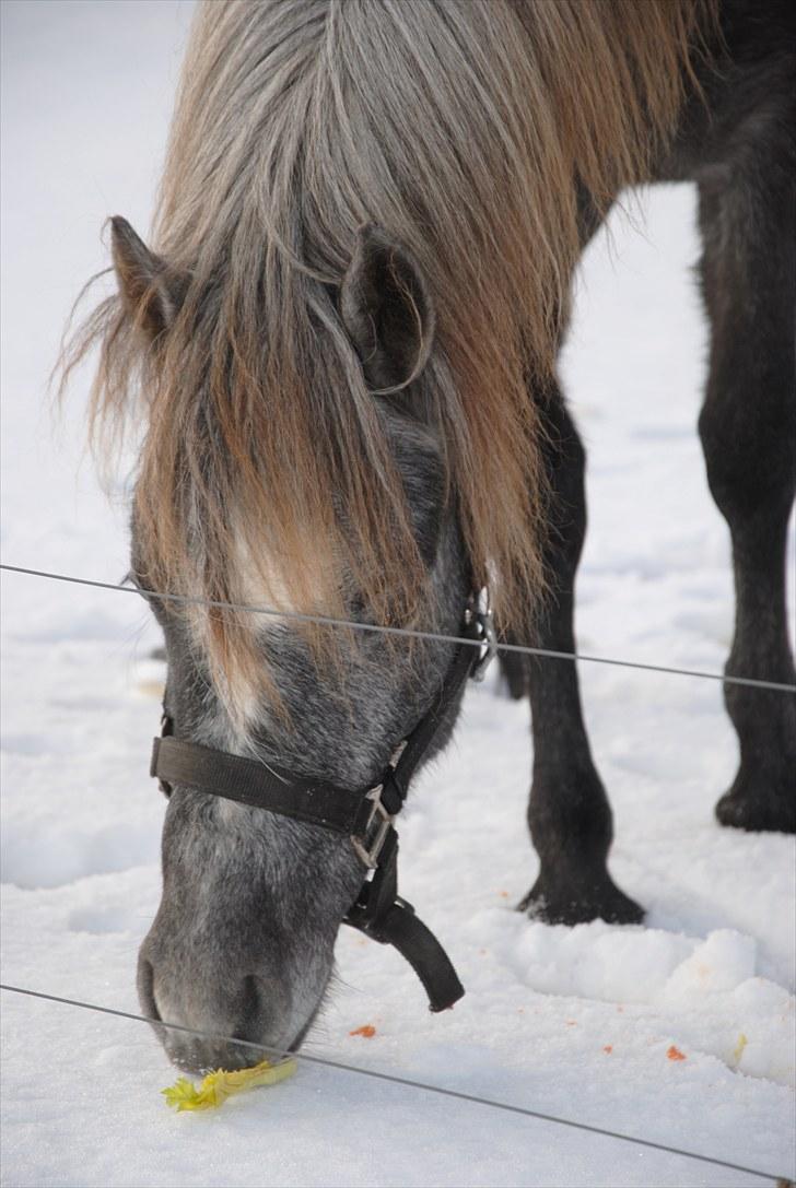 DSP Hibbuhl Sika - 1,5 år gammel billede 5