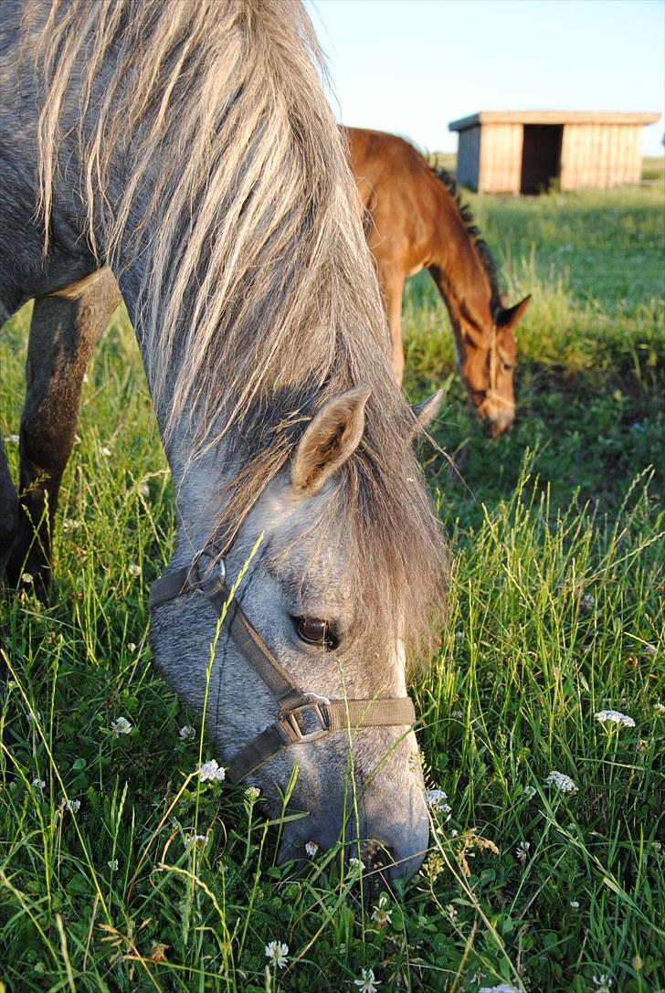 DSP Hibbuhl Sika - 2 år og på sommergræs billede 6