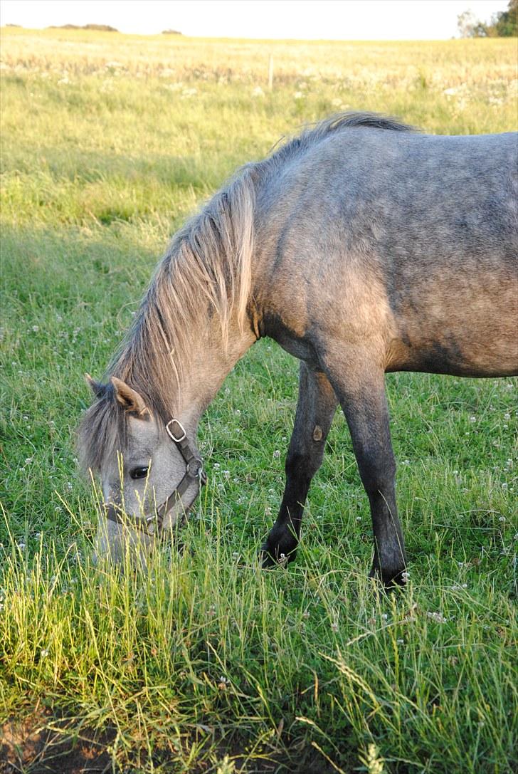 DSP Hibbuhl Sika billede 3