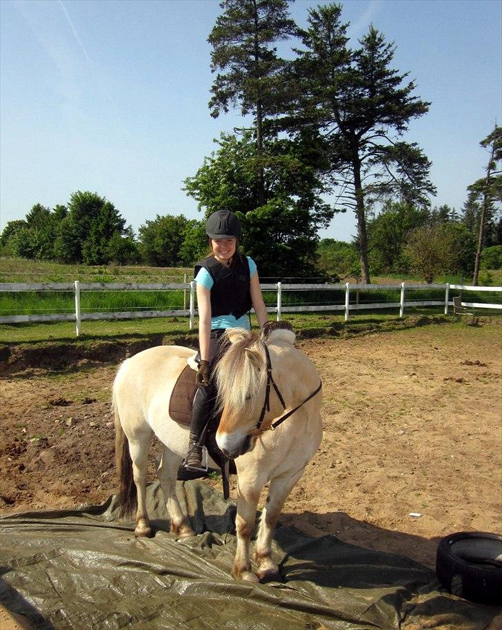 Fjordhest Legolas billede 3