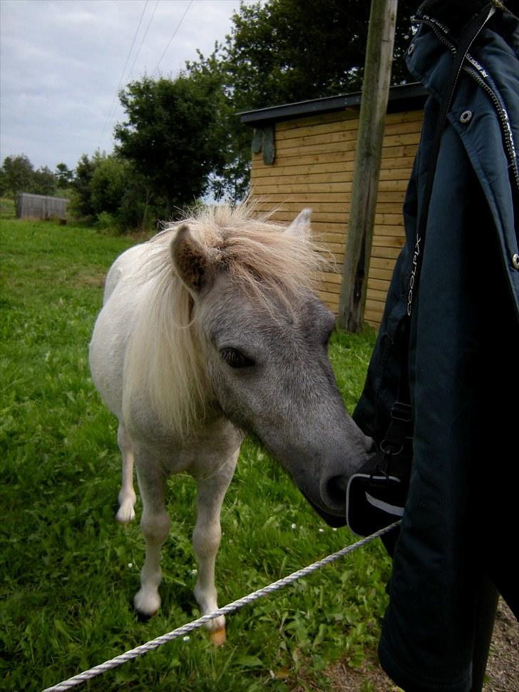 Shetlænder Frederik - Hmm, hvad er det? :-) billede 7