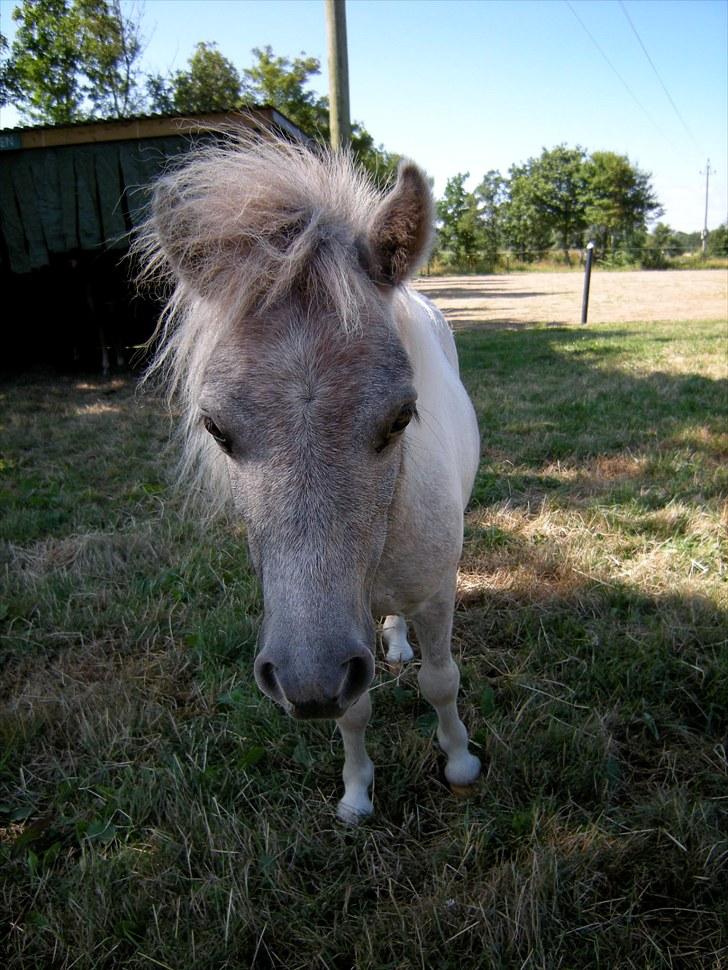 Shetlænder Frederik billede 8