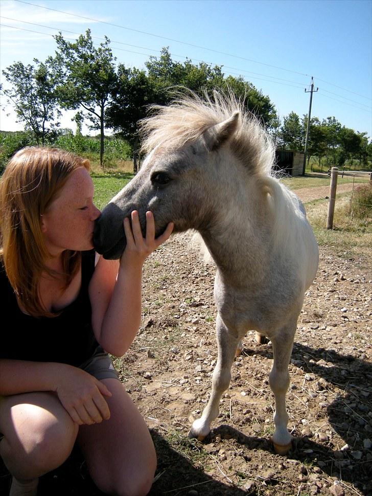 Shetlænder Frederik - <3 billede 9
