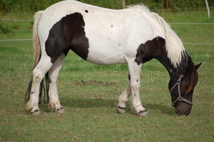 Welsh Pony (sec B) Carola *Min Bedste Ven* - Fold(: billede 17