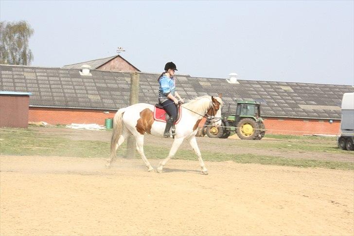 Pinto Indian Sunshine <3 [SOLGT] - 21-04-2011 :-)<3 billede 3