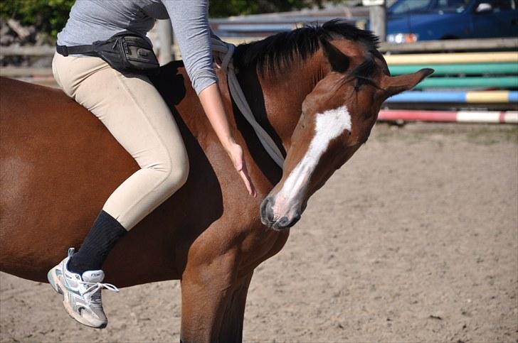 Hollandsk Sportspony Macho <3 R.I.P. baby <3 - Nyt .. Ridning kun med tov om halsen, smukke hest <3 Foto:Søren Wolstrup billede 18