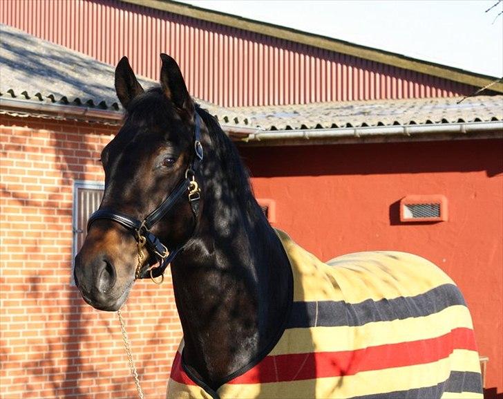 Dansk Varmblod Sandro - Velkomme Til Sandro´ Profil :) billede 13