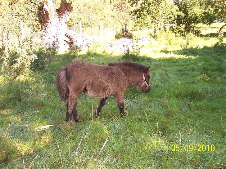 Shetlænder Ringemarkens Duchess billede 9