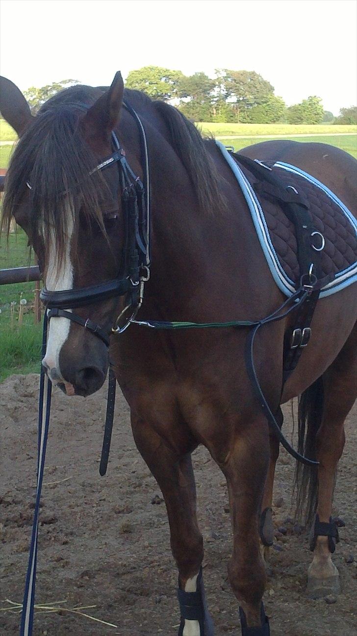 Tysk Sportspony D'Joy billede 1