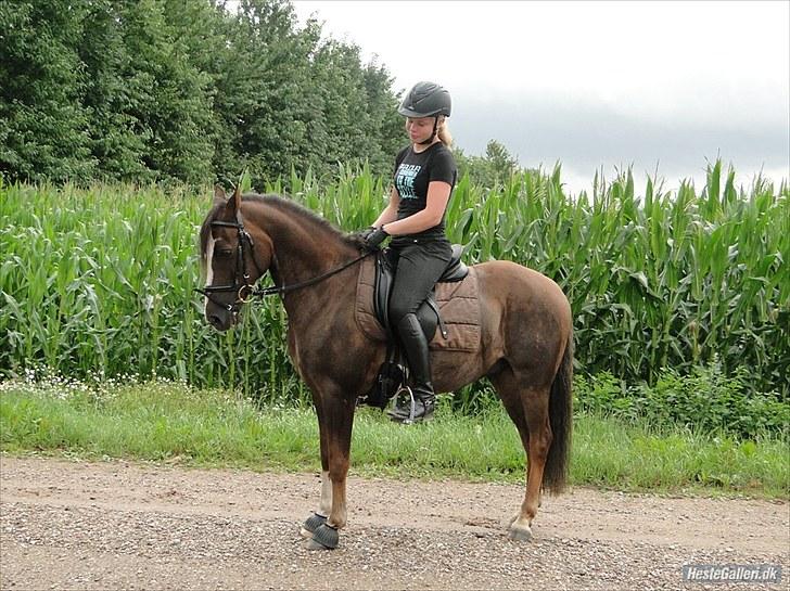 Tysk Sportspony D'Joy billede 2