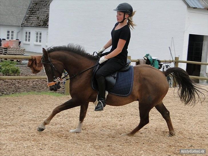 Tysk Sportspony D'Joy billede 3