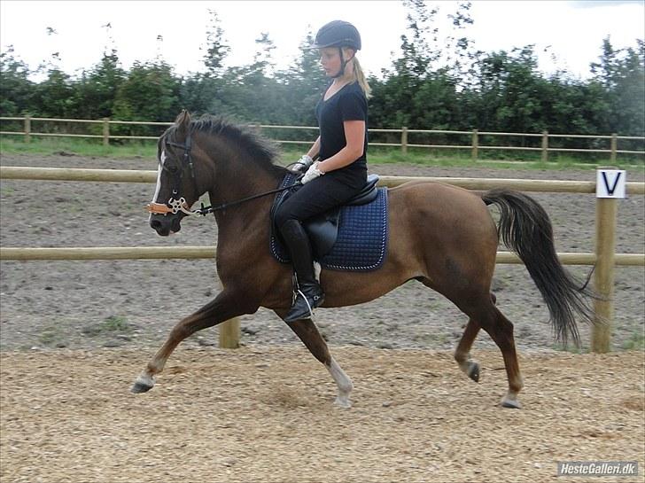 Tysk Sportspony D'Joy - lex trav! :´D  billede 4