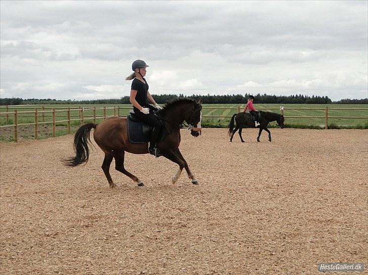 Tysk Sportspony D'Joy billede 5