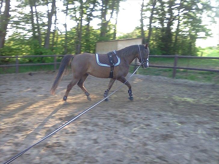 Tysk Sportspony D'Joy billede 6