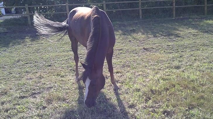 Tysk Sportspony D'Joy billede 7