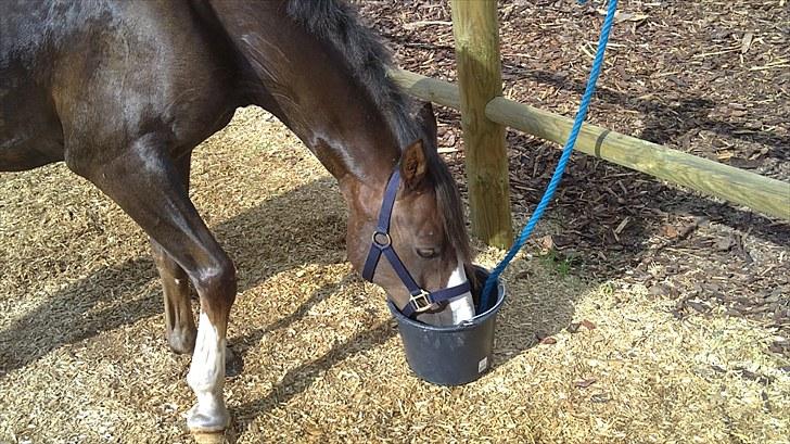 Tysk Sportspony D'Joy billede 8