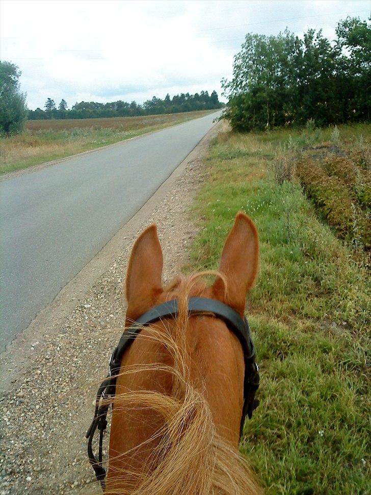 Anden særlig race Flower Power billede 10