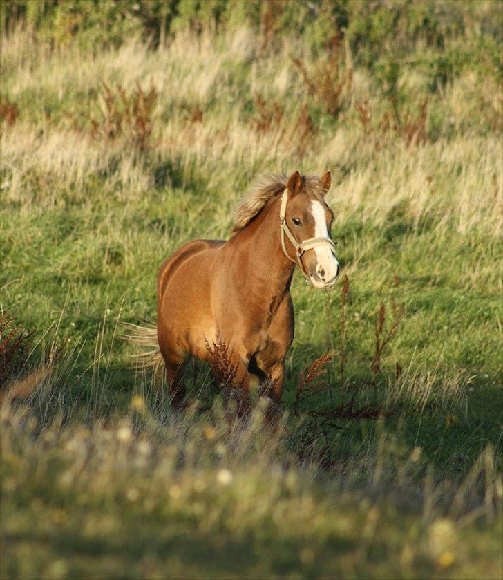 Tysk Sportspony Sultan <3  Solgt :'( - Stævne d. 12/02-2011  billede 4