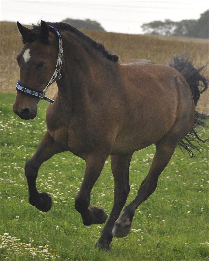 Welsh Cob (sec D) Donnovan - solgt - dato: 07/09-2010. Der er fart over feltet :D (fra hans dag som fotomodel for en dag) billede 20