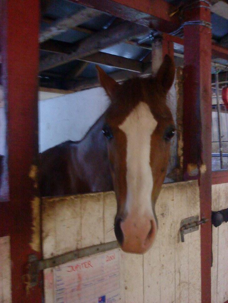 Anden særlig race jupiter(G.Lpart<3)juppi<3 billede 10