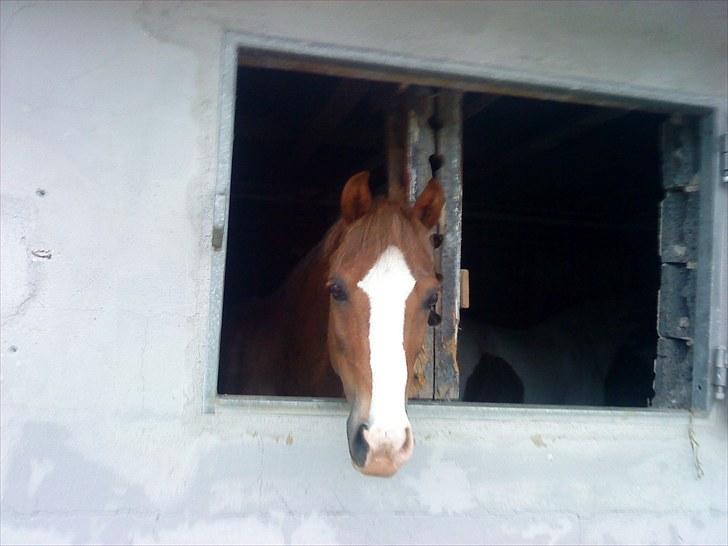 Anden særlig race jupiter(G.Lpart<3)juppi<3 billede 12