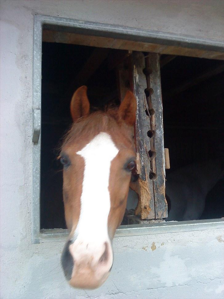 Anden særlig race jupiter(G.Lpart<3)juppi<3 billede 13