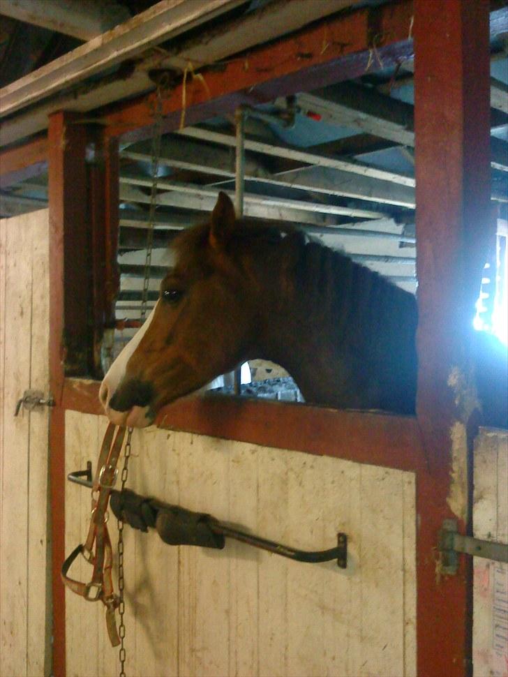Anden særlig race jupiter(G.Lpart<3)juppi<3 billede 14