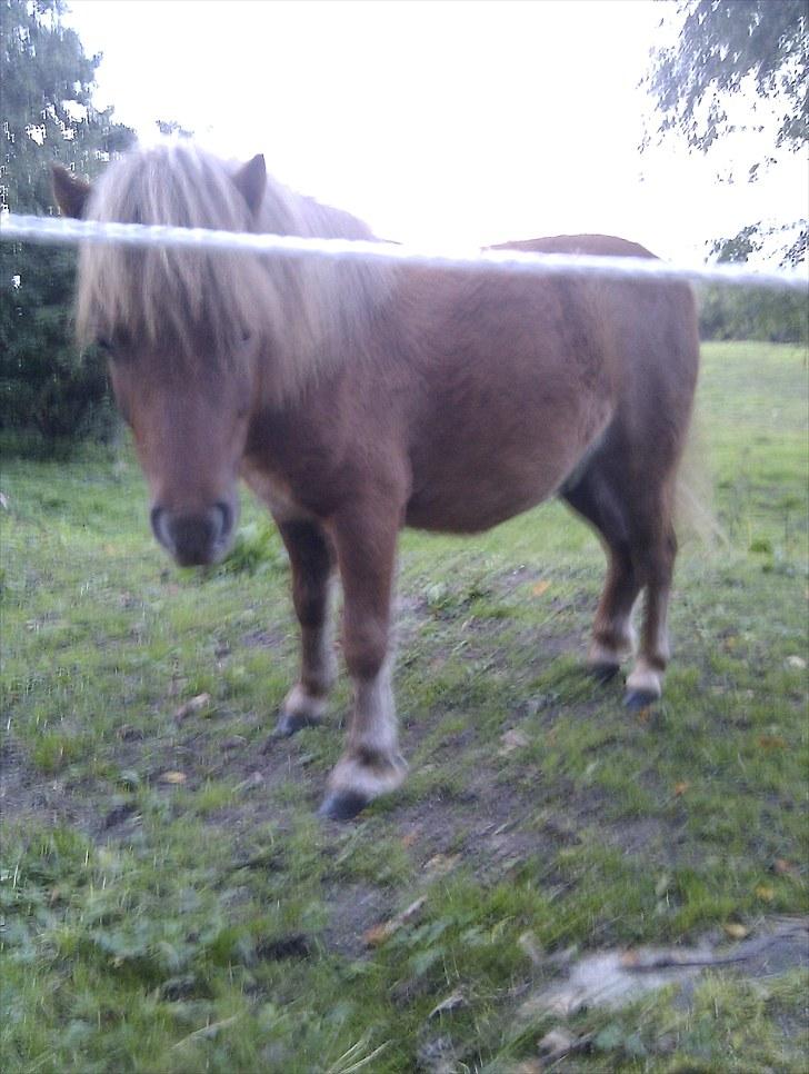 Shetlænder Anton billede 12