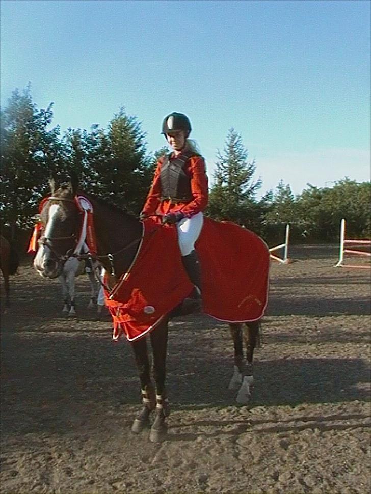 Hollandsk Varmblod TREFFER J B-PONY ~ A-PONY  - Vinder af indv. mesterskab for kat 1 ponyer, har kun haft ham i ½ måned d;<333 billede 11