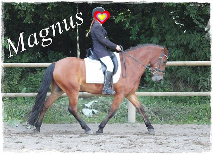 Anden særlig race Magnus [SOLGT] :'( billede 13