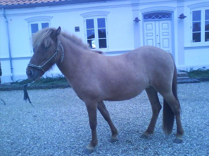 Islænder Gjöf billede 2