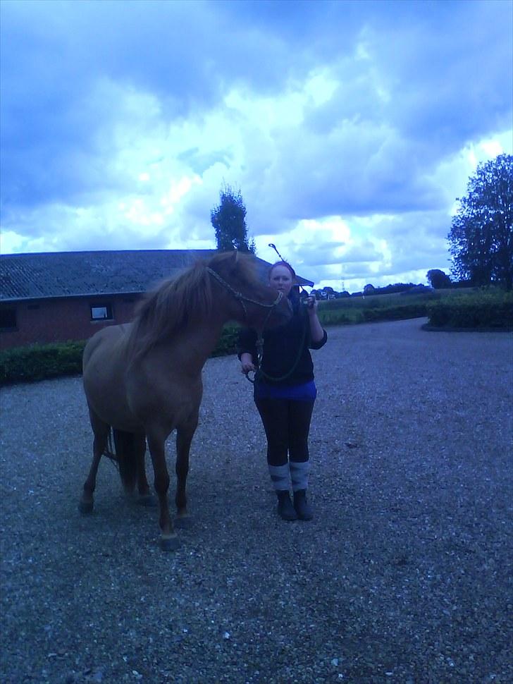 Islænder Gjöf billede 4