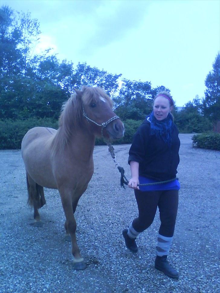 Islænder Gjöf billede 5