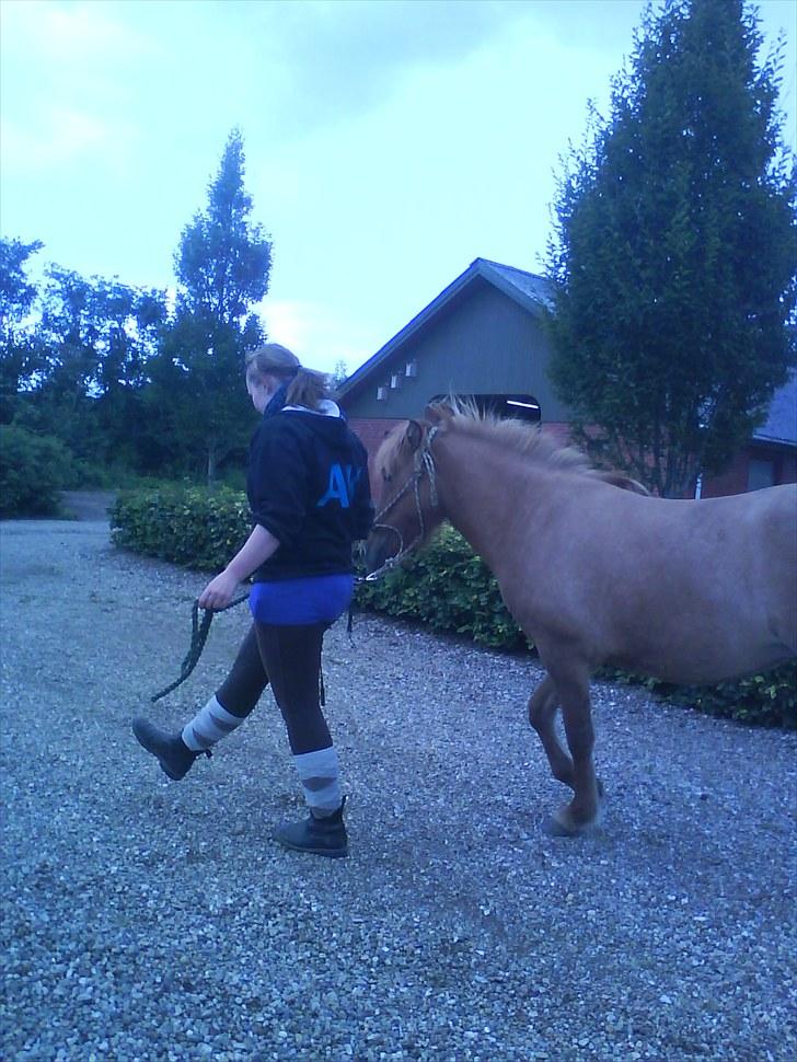 Islænder Gjöf billede 6