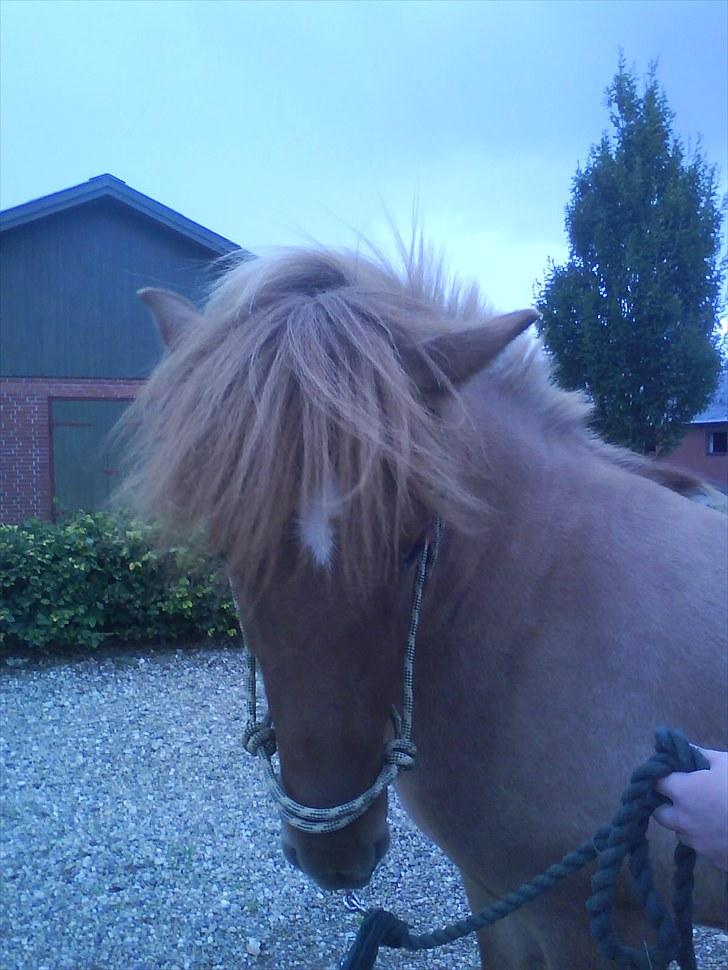 Islænder Gjöf billede 7