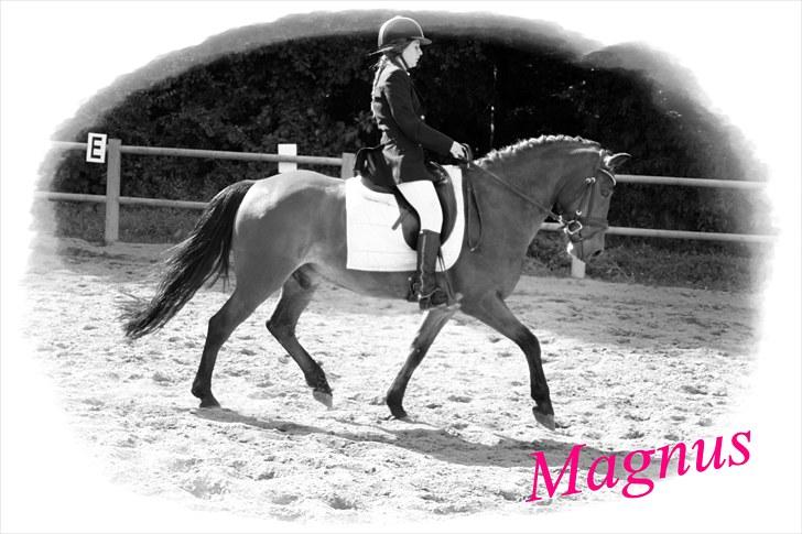 Anden særlig race Magnus [SOLGT] :'( billede 14