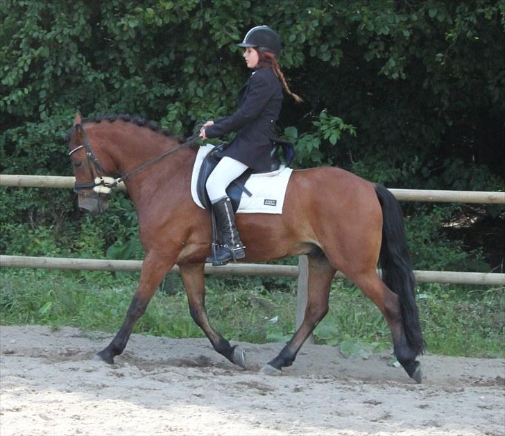 Anden særlig race Magnus [SOLGT] :'( billede 16