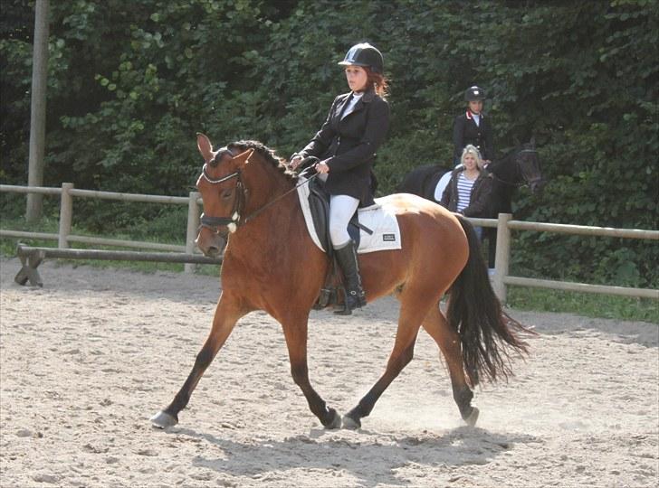 Anden særlig race Magnus [SOLGT] :'( billede 17