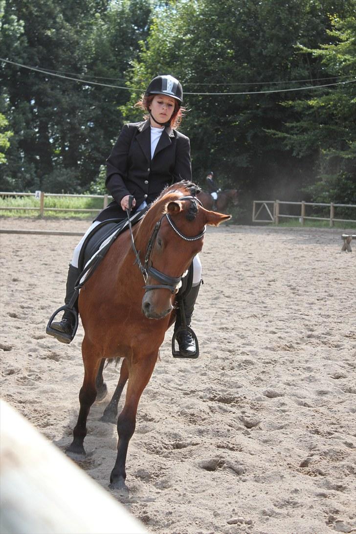 Anden særlig race Magnus [SOLGT] :'( billede 19