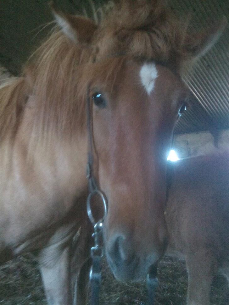 Islænder Gjöf billede 8