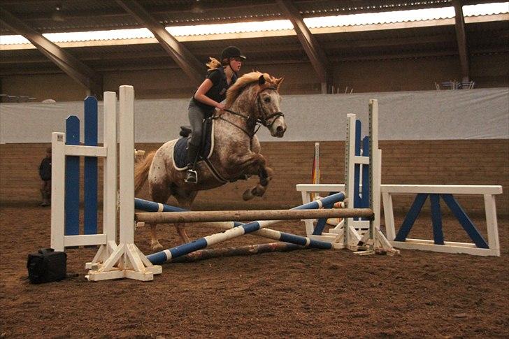 Knabstrupper Jolly Jumper<3 |Gml. Part| billede 18