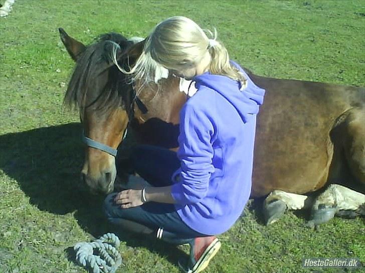 Anden særlig race *Vedhaugegårds High Five* SOLGT - :´) billede 12