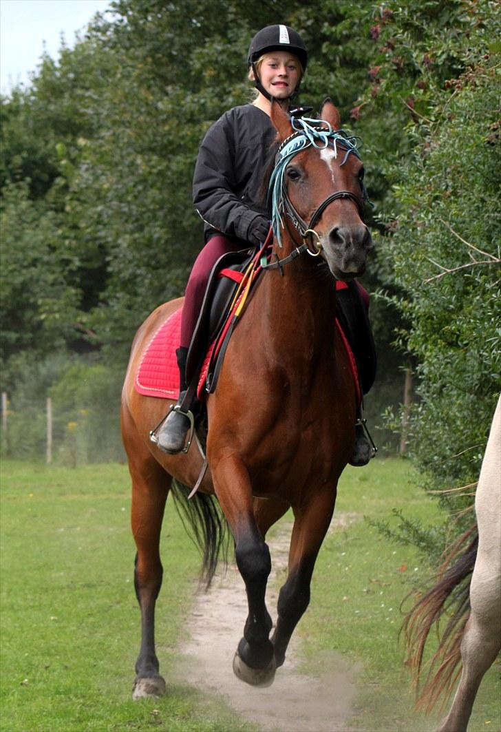 Anden særlig race | Indian Pride - Fuld galop på marken! Tjek lige bendene! :O | Fotograf: ©STL billede 14